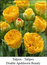 tulp Double Apeldoorn Beauty 25 bollen maat 12/+ tulpen - bloembollen- tulpenbollen