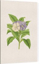 Brunfelsia Aquarel (Brunfelsia) - Foto op Canvas - 40 x 60 cm