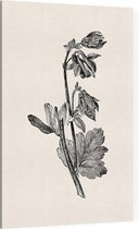 Akelei zwart-wit (Columbine) - Foto op Canvas - 100 x 150 cm