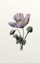 Slaapbol (Poppy White) - Foto op Forex - 100 x 150 cm