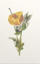 Gele Hoornpapaver (Yellow Horned Poppy) - Foto op Forex - 30 x 45 cm