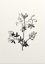 Rankende Helmbloem zwart-wit (Climbing Corydalis) - Foto op Posterpapier - 29.7 x 42 cm (A3)