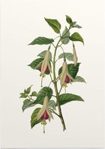 Bellenplant Aquarel (Fuchsia) - Foto op Posterpapier - 42 x 59.4 cm (A2)