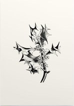 Hulst zwart-wit (Holly) - Foto op Posterpapier - 42 x 59.4 cm (A2)