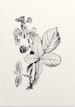 Braam Zwart-Wit (Blackberry) - Foto op Posterpapier - 29.7 x 42 cm (A3)