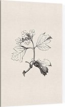 Gelderse Roos zwart-wit (Guelder Rose) - Foto op Canvas - 100 x 150 cm