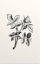 Hondsroos zwart-wit (Dog Rose) - Foto op Forex - 30 x 45 cm