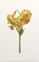 Goudbandlelie Aquarel (Yellow Japan Lily) - Foto op Forex - 30 x 45 cm