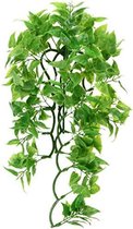 zoomé Flore naturaliste - Phyllo mexicain - Grande - plante de terrarium
