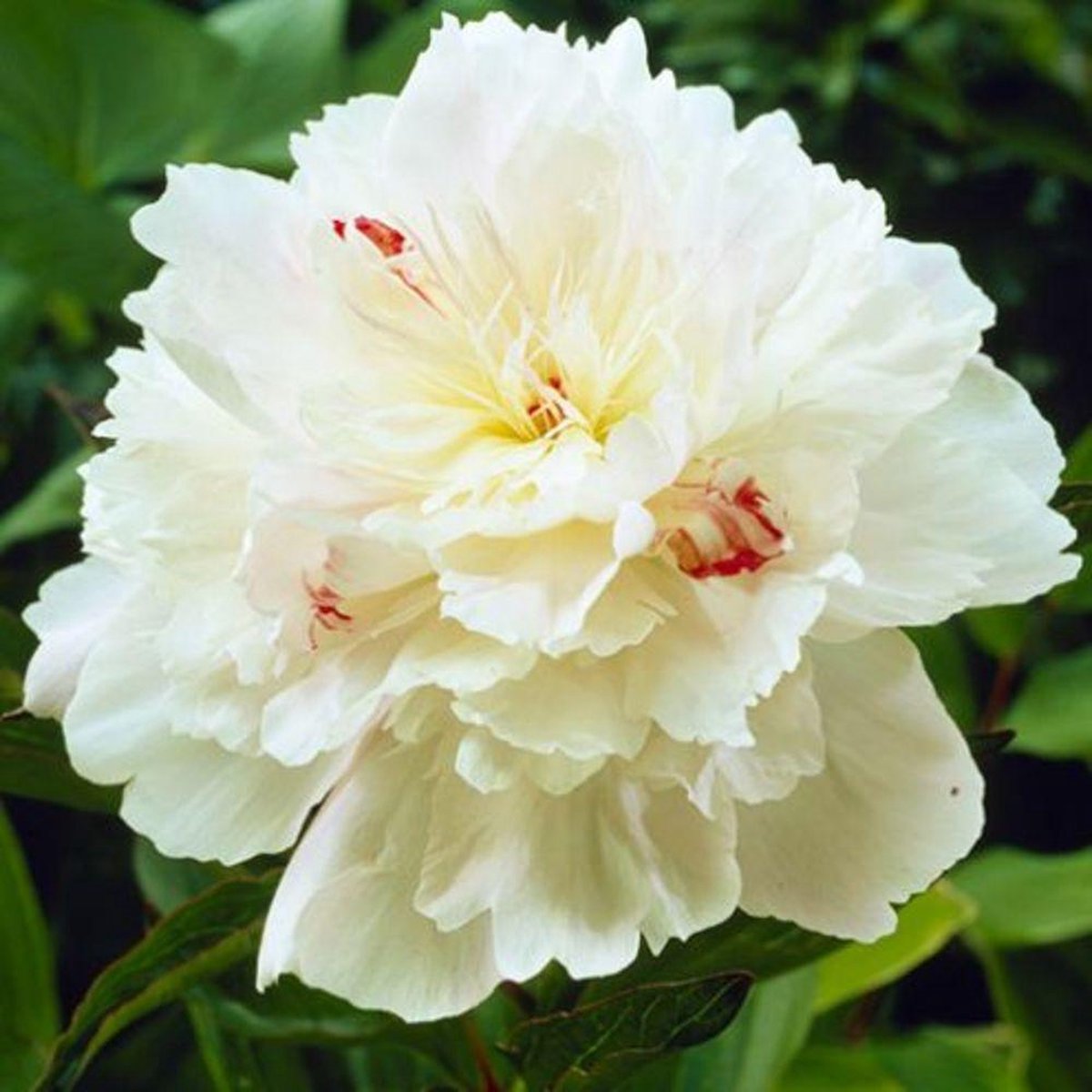 Dutch Bulbs Pioenroos - Pink Passion - Tuinplant - 1 stuk - Roze - Buitenplanten Winterhard