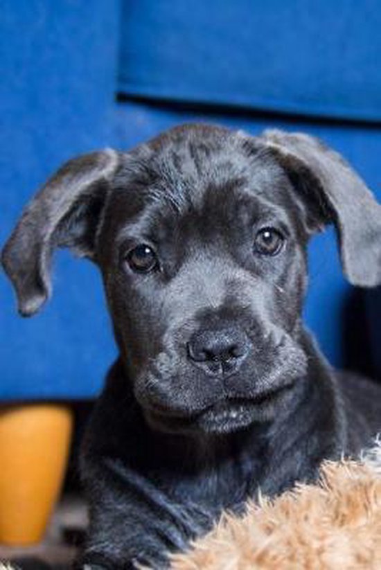 Composition Book Cane Corso 9781979784146 Cane Corso Inspired