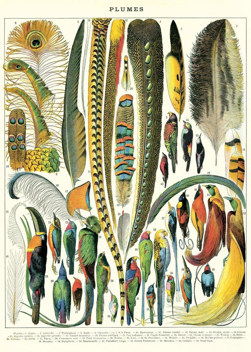 Cavallini & Co Vintage poster/schoolplaat - Veren Multi Color