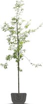 Eik | Quercus Robur | Stamomtrek: 16-18 cm