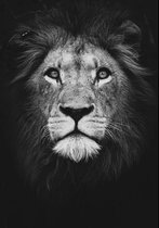 Dark Lion Aluminium 80x120 cm zwart wit dieren wanddecoratie