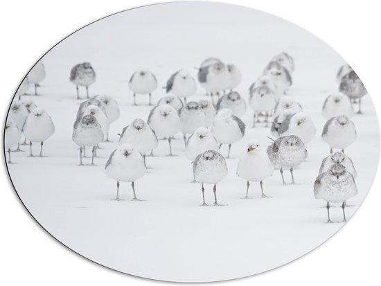 WallClassics - Dibond Ovaal - Witte Vogels in de Witte Sneeuw - 96x72 cm Foto op Ovaal (Met Ophangsysteem)