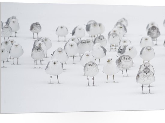 WallClassics - PVC Schuimplaat - Witte Vogels in de Witte Sneeuw - 105x70 cm Foto op PVC Schuimplaat (Met Ophangsysteem)