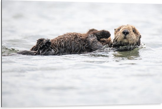 WallClassics - Dibond - Zwemmende Otters in het Water - 105x70 cm Foto op Aluminium (Met Ophangsysteem)