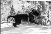 WallClassics - Dibond - Zwarte Hond Springend in de Sneeuw - 90x60 cm Foto op Aluminium (Met Ophangsysteem)