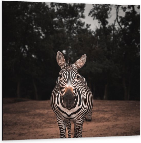WallClassics - Dibond - Zebra in de Bossen - 100x100 cm Foto op Aluminium (Met Ophangsysteem)