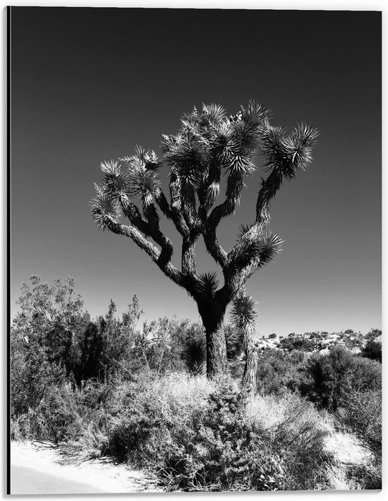 Dibond - Boom tussen Planten - Zwart Wit - 30x40 cm Foto op Aluminium (Met Ophangsysteem)