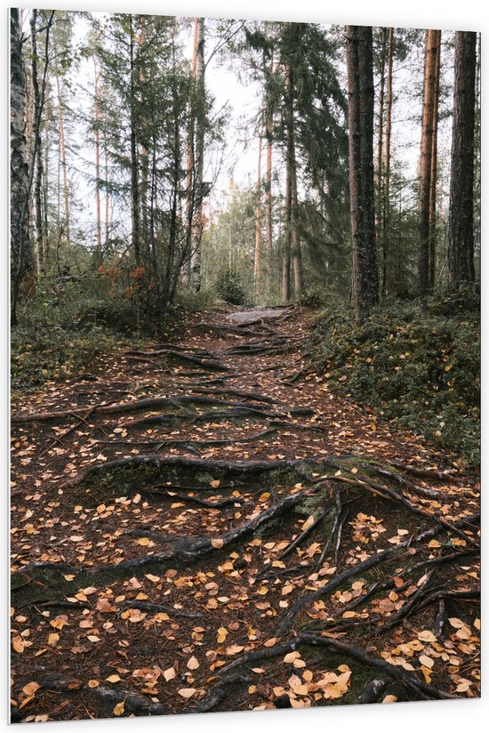 PVC Schuimplaat - Boomwortels in een Bos tijdens de Herfst - 100x150 cm Foto op PVC Schuimplaat (Met Ophangsysteem)