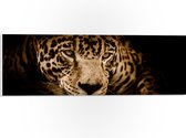 WallClassics - PVC Schuimplaat- Bruine Jaguar - 60x20 cm Foto op PVC Schuimplaat