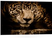 WallClassics - PVC Schuimplaat- Bruine Jaguar - 75x50 cm Foto op PVC Schuimplaat