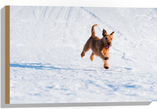 WallClassics - Bois - Chien Marron Courant dans la Neige - 60x40 cm - 9 mm d'épaisseur - Photo sur Bois (Avec Système d'Accrochage)