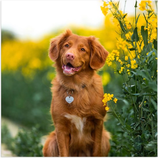 WallClassics - Poster (Mat) - Bruine Hond naast Gele Bloemen - 80x80 cm Foto op Posterpapier met een Matte look