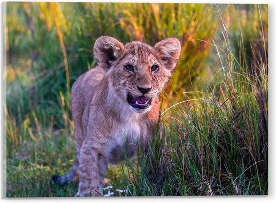 WallClassics - Verre acrylique - Lion persan marron parmi l'herbe - 40x30 cm Photo sur verre acrylique (Décoration murale sur acrylique)