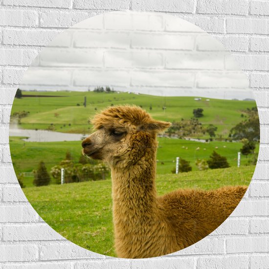 Muursticker Cirkel - Bruine Huacaya Lama Liggend in het Gras - 100x100 cm Foto op Muursticker