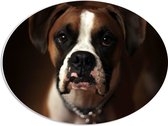 WallClassics - PVC Schuimplaat Ovaal - Bruine Hond met Witte Vlekken - Boxer - 56x42 cm Foto op Ovaal (Met Ophangsysteem)
