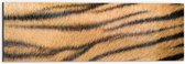 Dibond - Close-up van Huid Bengaalse Tijger - 60x20 cm Foto op Aluminium (Wanddecoratie van metaal)