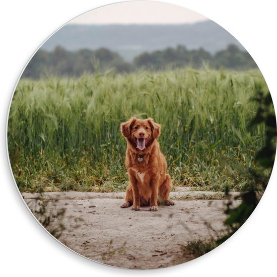 WallClassics - PVC Schuimplaat Muurcirkel - Bruine Hond zittend op het Zand - 50x50 cm Foto op Muurcirkel (met ophangsysteem)
