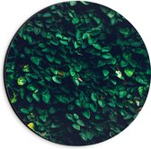 Dibond Muurcirkel - Muur van Groene Bladeren - 20x20 cm Foto op Aluminium Muurcirkel (met ophangsysteem)
