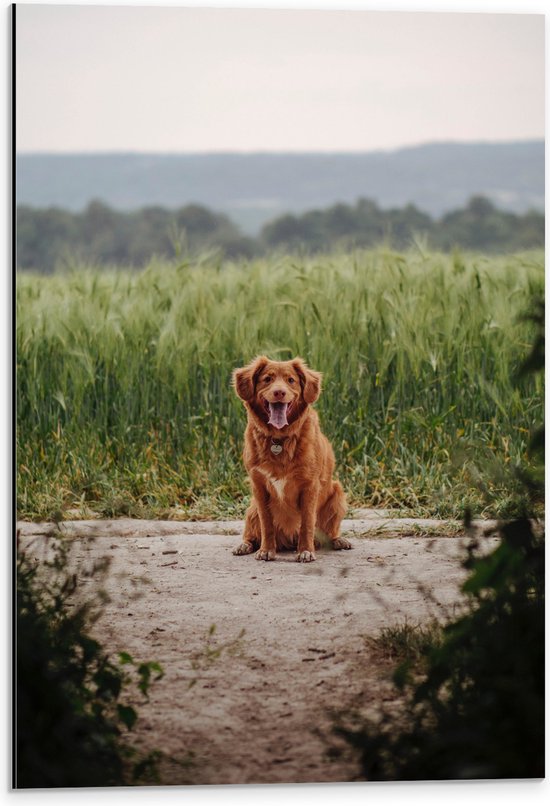 WallClassics - Dibond - Bruine Hond zittend op het Zand - 40x60 cm Foto op Aluminium (Met Ophangsysteem)
