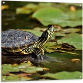Tuinposter – Kleine Geel met Zwarte Schildpad tussen Waterplanten - 100x100 cm Foto op Tuinposter (wanddecoratie voor buiten en binnen)