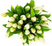 YouFlowers - Witte Tulpen - 50 stelen - Gratis bloemenvoeding - Snijbloemen - Vers van de kweker