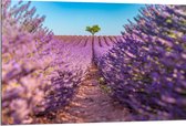 Dibond - Pad naar Boom in het Lavendelveld - 120x80 cm Foto op Aluminium (Met Ophangsysteem)