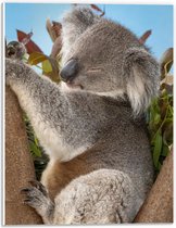PVC Schuimplaat- Slapende Koala op Takken met Bladeren - 30x40 cm Foto op PVC Schuimplaat