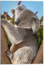 Dibond - Slapende Koala op Takken met Bladeren - 70x105 cm Foto op Aluminium (Met Ophangsysteem)