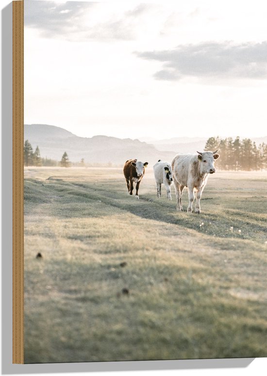 Hout - Trio van Koeien Lopend door Gras Landschap onder aan Berg - 40x60 cm - 9 mm dik - Foto op Hout (Met Ophangsysteem)