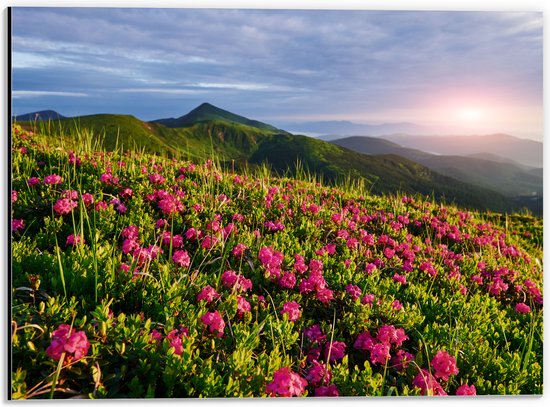 Dibond - Zon Verdwijnend Achter Bergen bij Roze Bloemenveld - 40x30 cm Foto op Aluminium (Wanddecoratie van metaal)