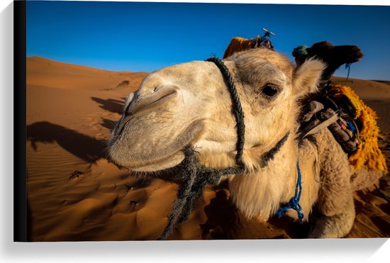 Canvas - Kamelen Kop van Dichtbij in de Woestijn - 60x40 cm Foto op Canvas Schilderij (Wanddecoratie op Canvas)