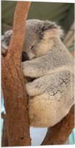 Vlag - Koala Liggend tussen Takken - 50x100 cm Foto op Polyester Vlag