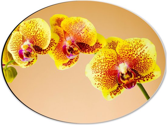 Dibond Ovaal - Oranjekleurige Orchidee op Oranje Achtergrond - 40x30 cm Foto op Ovaal (Met Ophangsysteem)