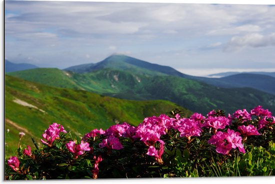 Dibond - Groepje Roze Bloemen op Top van Berg in Berglandschap - 75x50 cm Foto op Aluminium (Wanddecoratie van metaal)