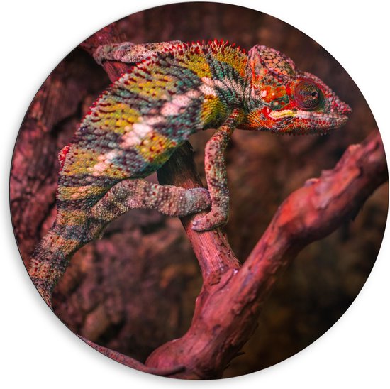 Dibond Muurcirkel - Meerkleurige Kameleon op Smalle Bruine Tak - 80x80 cm Foto op Aluminium Muurcirkel (met ophangsysteem)