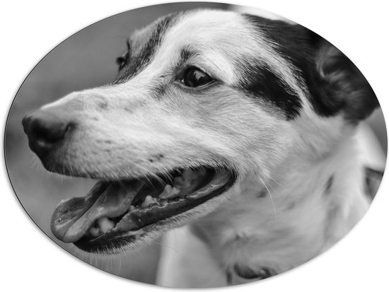 Dibond Ovaal - Opzijkijkende Hijgende Hond (Zwart- wit) - 108x81 cm Foto op Ovaal (Met Ophangsysteem)