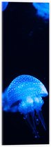 Acrylglas - Helder Blauwe Kwallen in de Zee - 20x60 cm Foto op Acrylglas (Met Ophangsysteem)